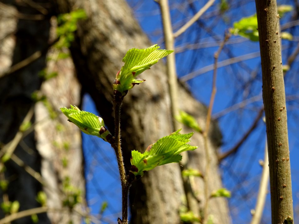 Jeunes feuilles d'Orme champêtre, Ulmus campestris, Ulmacé… 