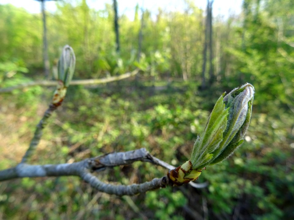 Jeunes feuilles de l'Alisier torminal, Sorbus torminalis, … 
