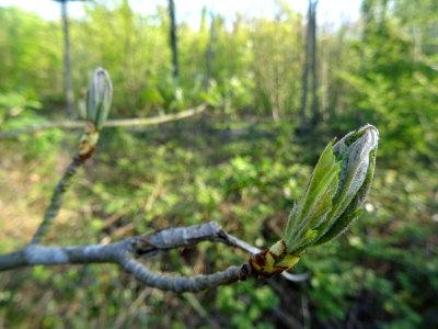 Jeunes feuilles de l'Alisier torminal, Sorbus torminalis, … 