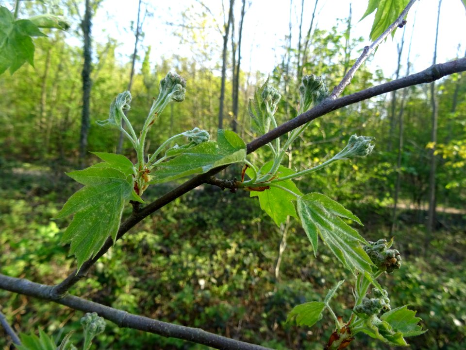 Jeunes feuilles et inflorescences encore vertes de l'Alisi… 
