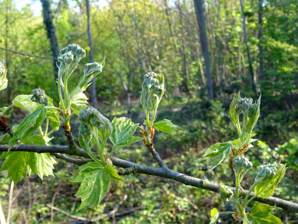 Jeunes feuilles et inflorescences encore vertes de l'Alisi… 