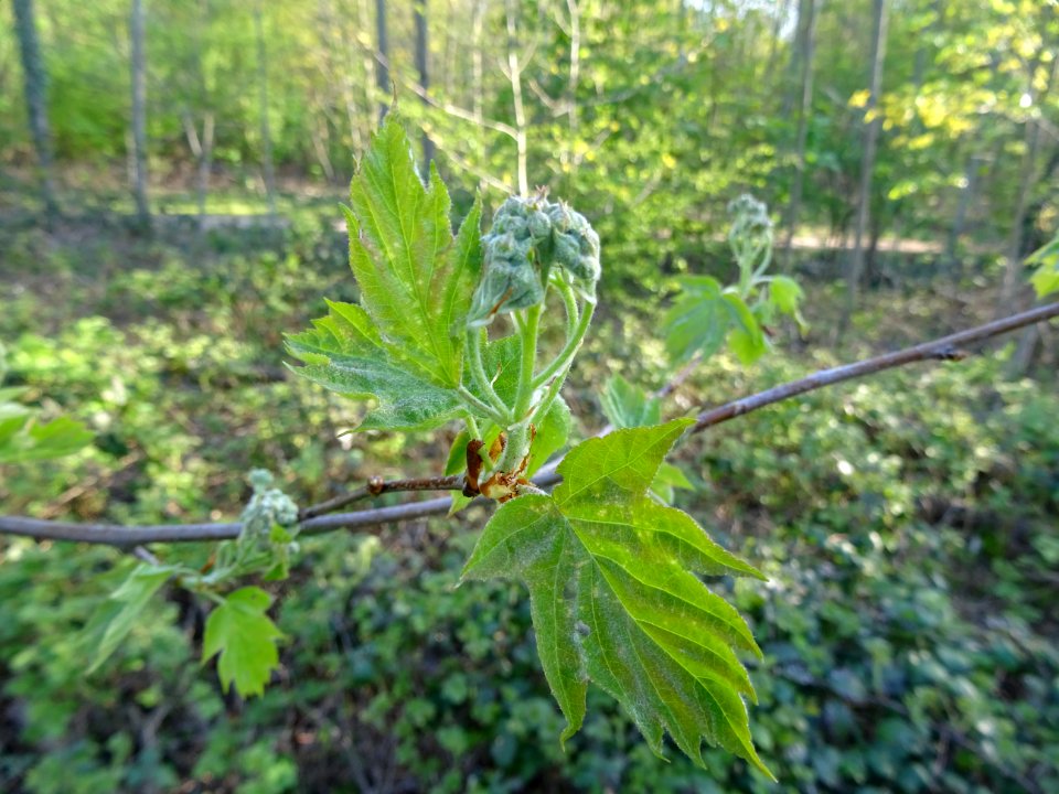 Jeunes feuilles et inflorescences encore vertes de l'Alisi… 