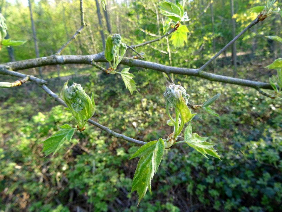 Jeunes feuilles et inflorescences encore vertes de l'Alisi… 