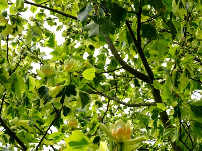Tulipier de Virginie panaché, Liriodendron tulipifera aure… 