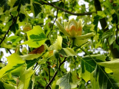Tulipier de Virginie panaché, Liriodendron tulipifera aure… 