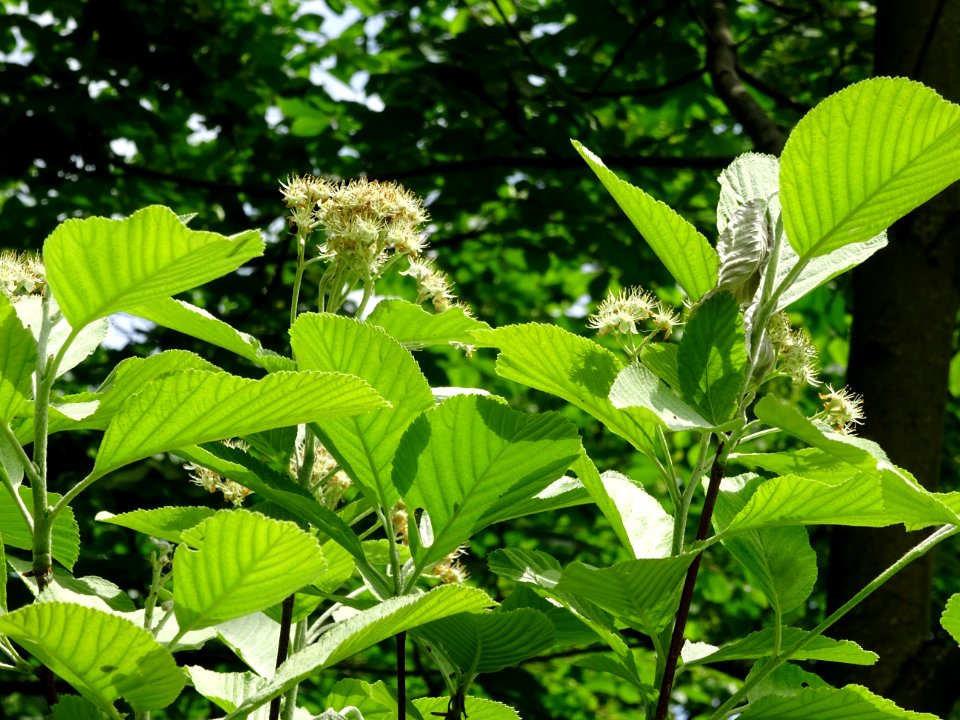 Feuilles et fleurs de l' Alisier blanc, Sorbus aria, Rosac… 
