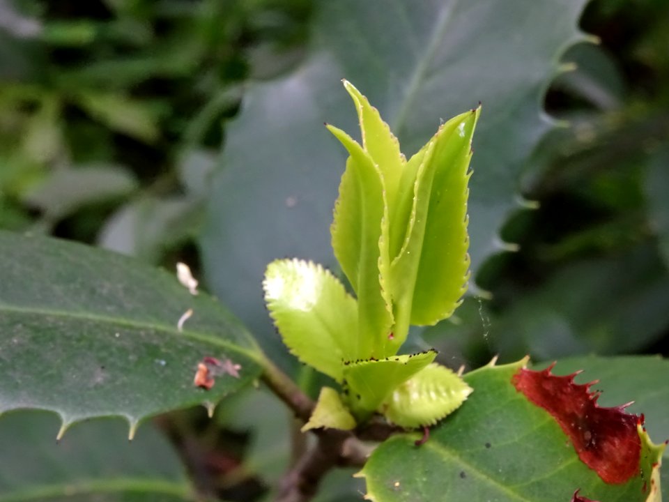 Jeunes feuilles du Houx à feuilles de châtaignier, Ilex x … 