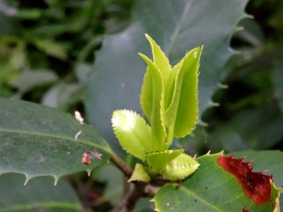Jeunes feuilles du Houx à feuilles de châtaignier, Ilex x … 