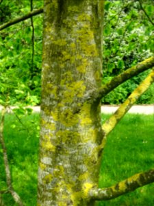 Tronc du Tulipier de Virginie panaché, Liriodendron tulipi… 