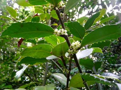 Houx à feuilles de châtaignier, Ilex x koehneana 'castanei… 