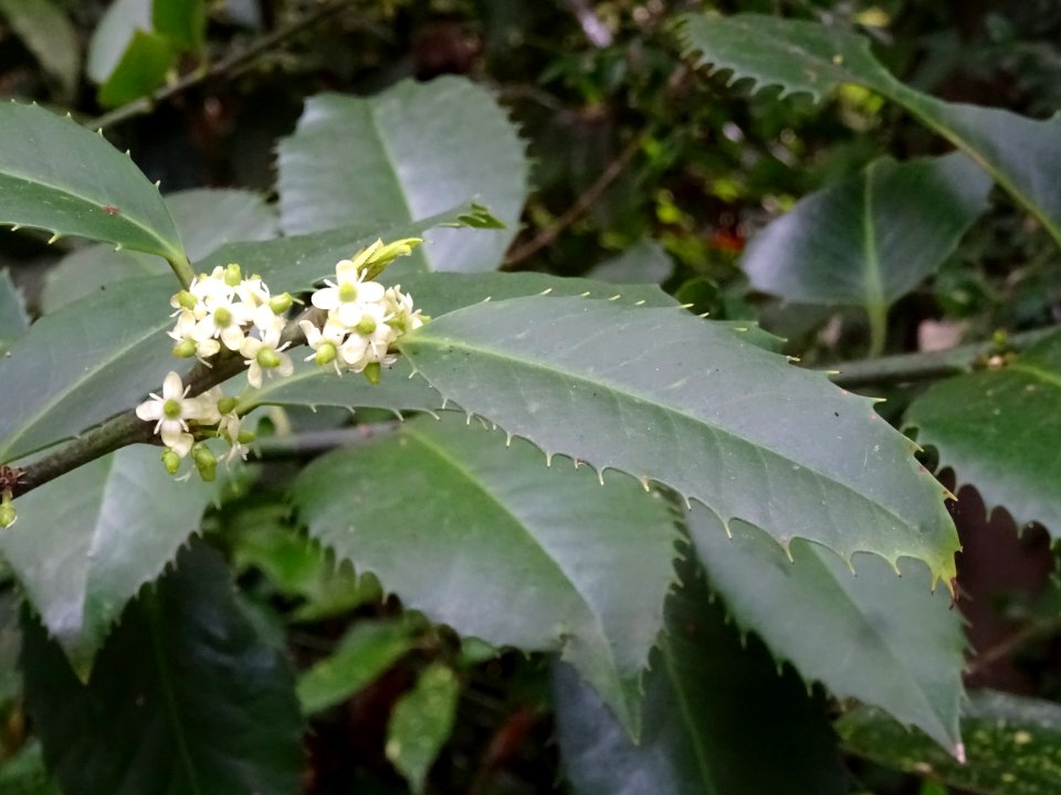Fleurs et feuilles du Houx à feuilles de châtaignier, Ilex… 