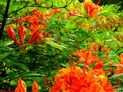 Azalée orange, Azalea mollis orange, Ericacées 