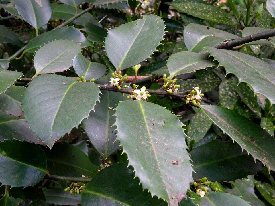 Houx à feuilles de châtaignier, Ilex x koehneana 'castanei… 