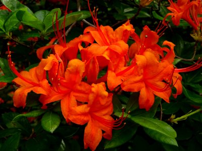 Azalée orange, Azalea mollis orange, Ericacées 