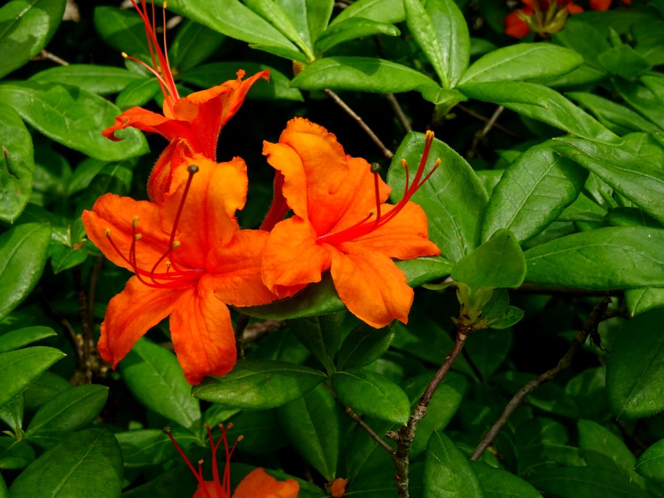 Azalée orange, Azalea mollis orange, Ericacées 