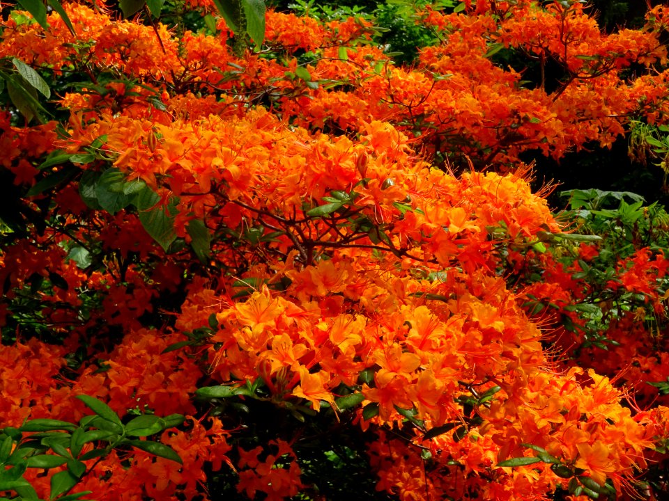 Azalée orange, Azalea mollis orange, Ericacées 