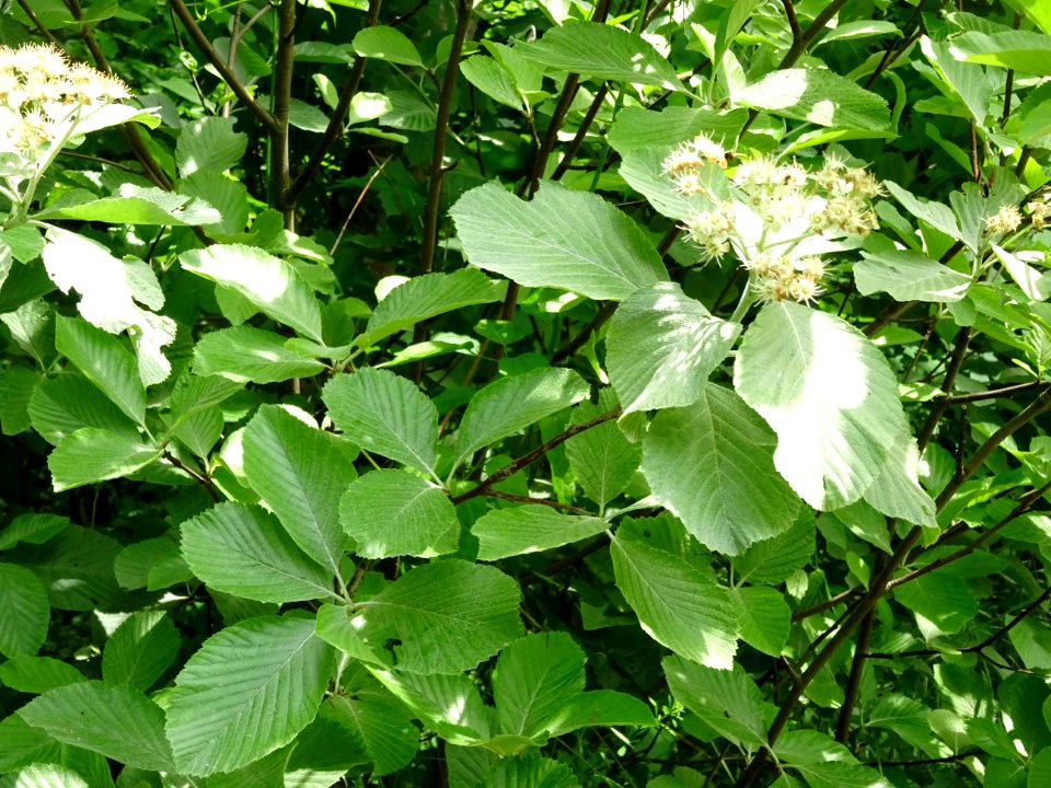 Feuilles et fleurs de l' Alisier blanc, Sorbus aria, Rosac… 