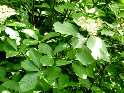 Feuilles et fleurs de l' Alisier blanc, Sorbus aria, Rosac… 