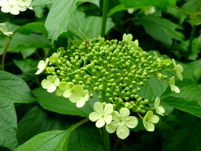 Fleurs de la Viorne obier, Viburnum opulus, Caprifoliacées… 