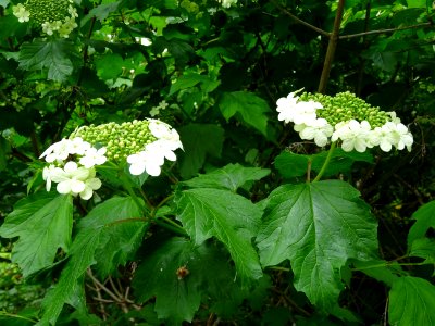 Fleurs de la Viorne obier, Viburnum opulus, Caprifoliacées… 