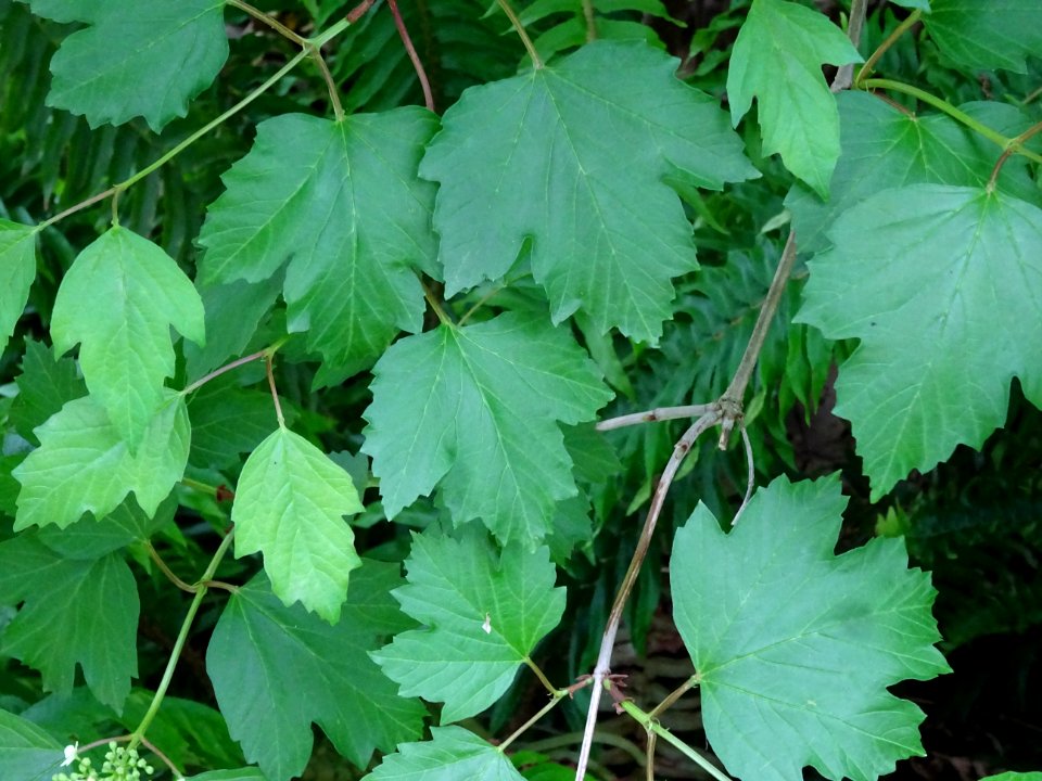 Feuilles de la Viorne obier, Viburnum opulus, Caprifoliacé… 