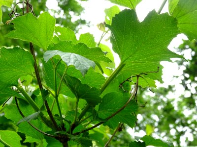 Feuilles vues par en dessous de la Viorne obier, Viburnum … 