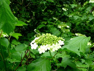 Viorne obier, Viburnum opulus, Caprifoliacées 