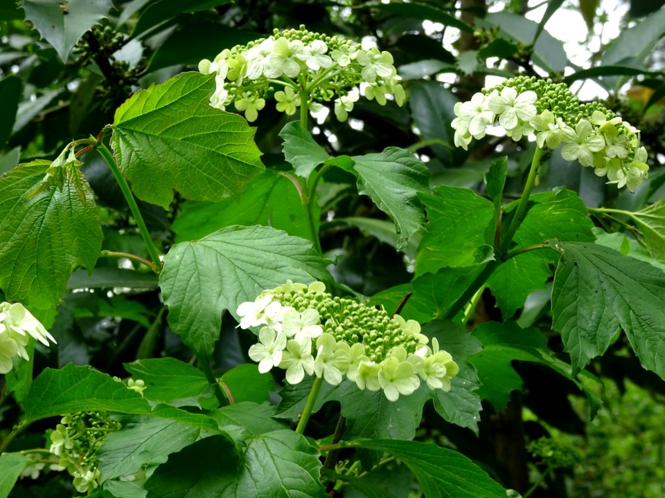Viorne obier, Viburnum opulus, Caprifoliacées 