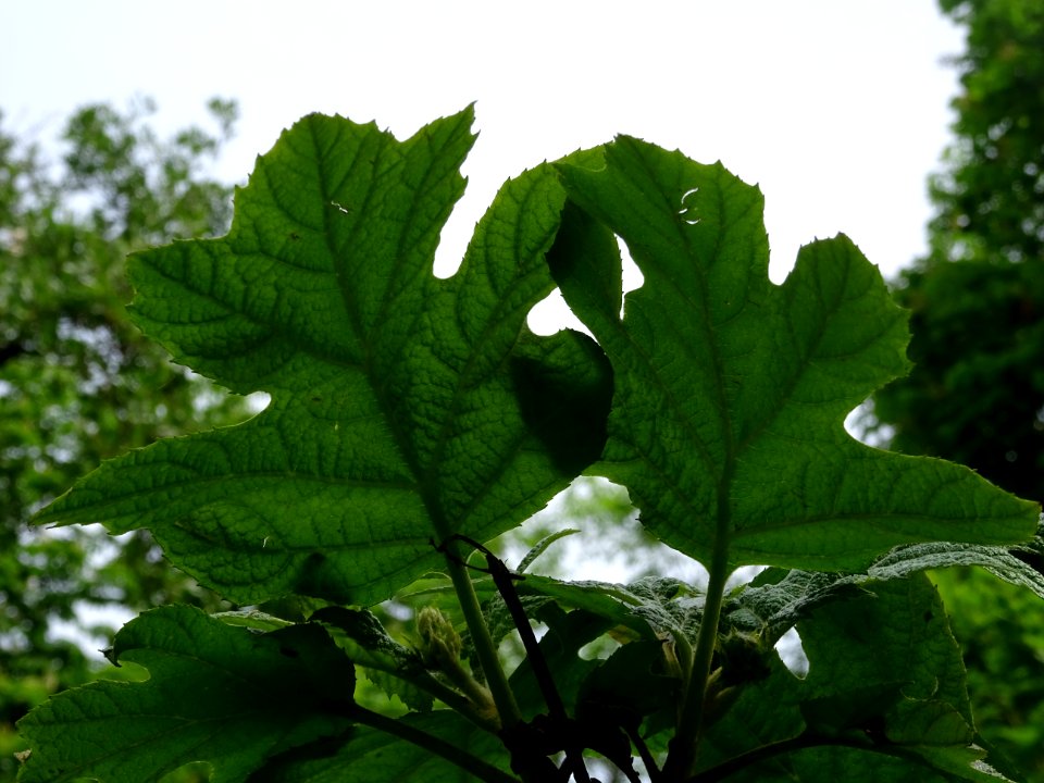 Feuilles de l' Hortensia à feuilles de chêne, Hydrangea qu… 