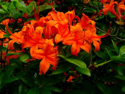 Azalée orange, Azalea mollis orange, Ericacées 