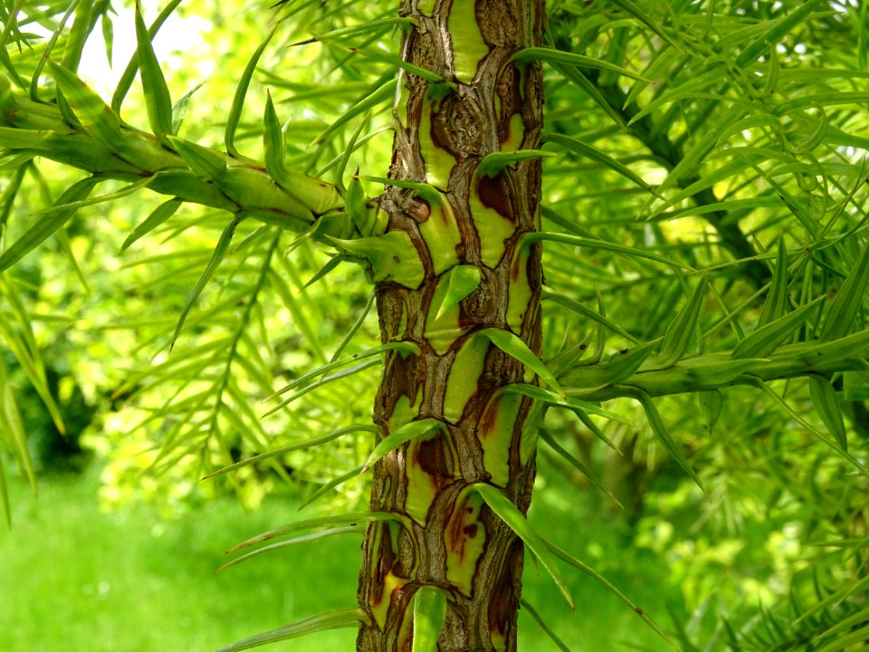 Jeune tronc de l'Araucaria élégant ou Sapin de Chine, Cunn… 