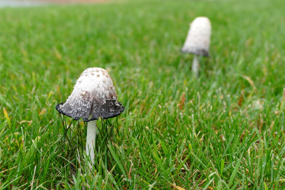 Mushroom grass poisonous