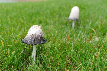 Mushroom grass poisonous