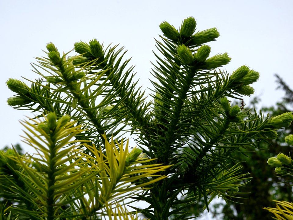 Jeunes pousses terminales de l'Araucaria élégant ou Sapin … 