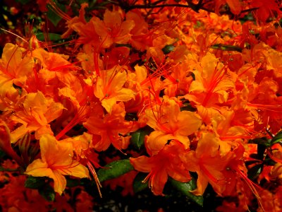 Azalée orange, Azalea mollis orange, Ericacées 