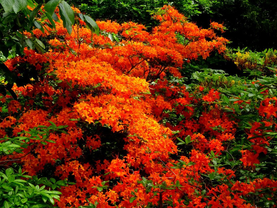 Azalée orange, Azalea mollis orange, Ericacées 