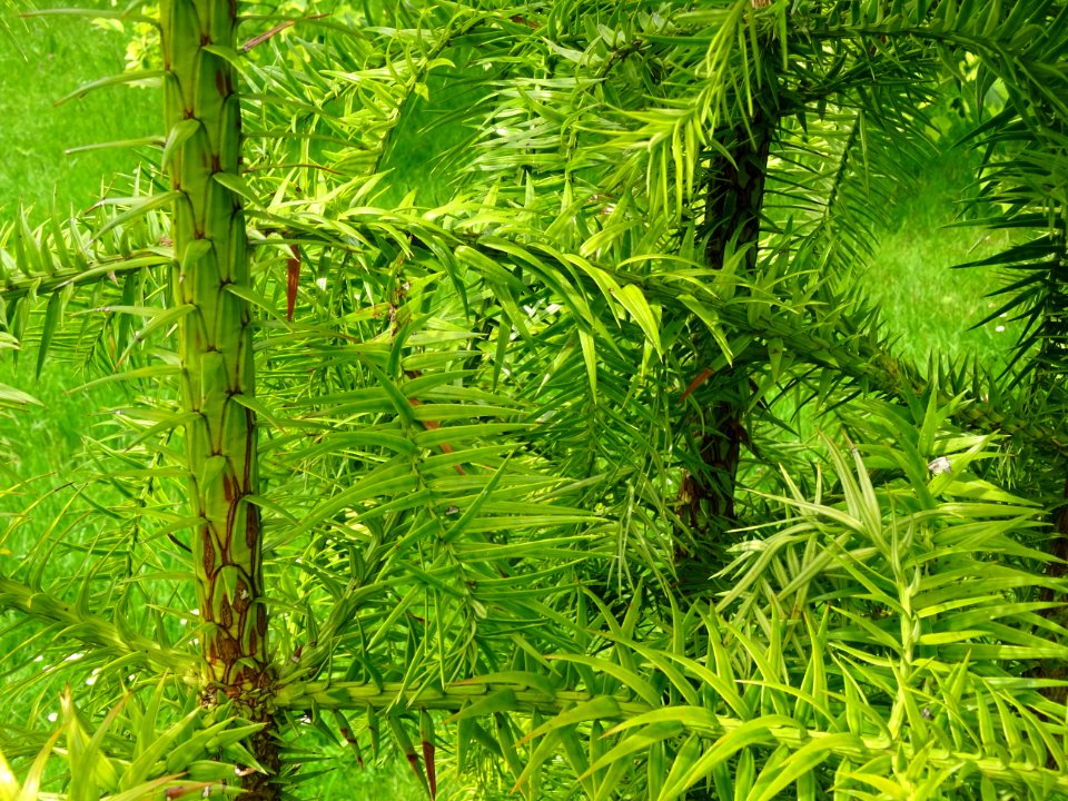 Jeunes troncs et branches de l'Araucaria élégant ou Sapin … 