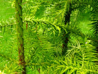 Jeunes troncs et branches de l'Araucaria élégant ou Sapin … 