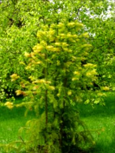 Araucaria élégant ou Sapin de Chine, Cunninghamia lanceola… 