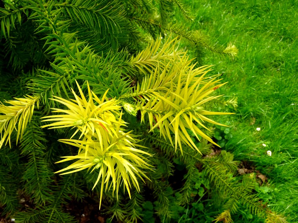 Jeunes pousses teminales de l'Araucaria élégant ou Sapin d… 