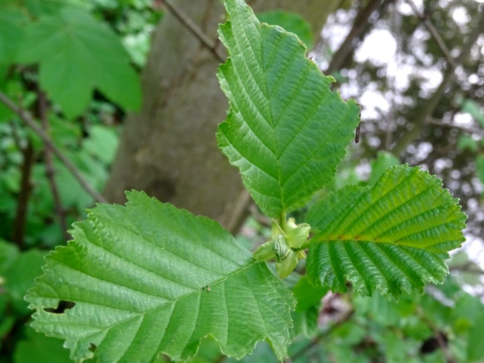 Feuilles de l'Aulne glutineux, Alnus glutinosa, Betulacées… 