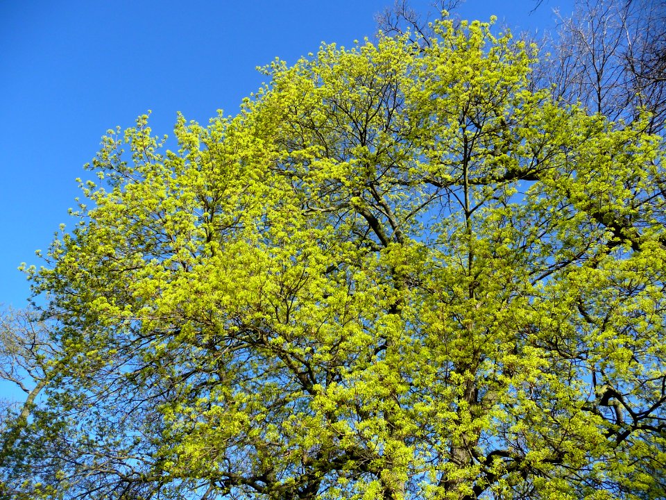 La pleine floraison de l'Erable plane, Acer planatoides, A… 