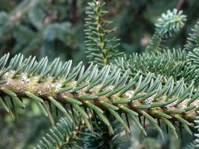 Sapin d'Andalousie ou Sapin d'Espagne, Abies pinsapo, Pina… 
