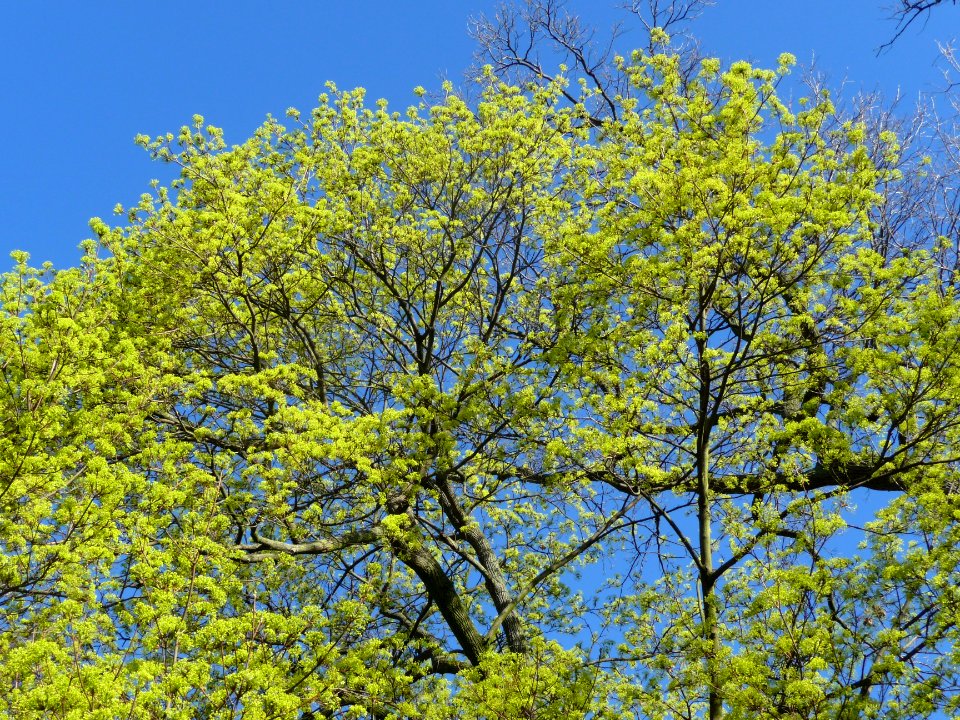 La pleine floraison de l'Erable plane, Acer planatoides, A… 