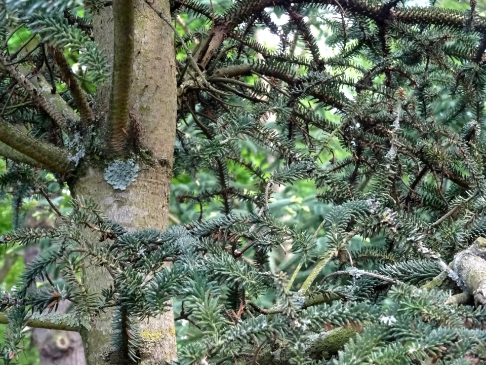 Sapin d'Andalousie ou Sapin d'Espagne, Abies pinsapo, Pina… 