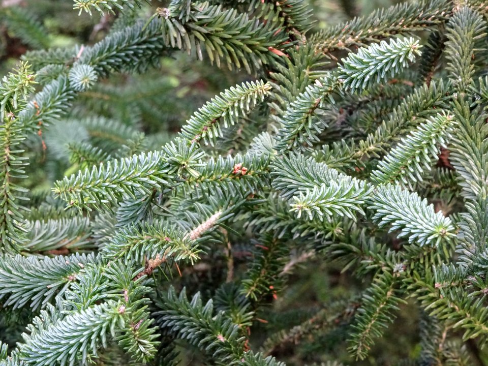 Sapin d'Andalousie ou Sapin d'Espagne, Abies pinsapo, Pina… 