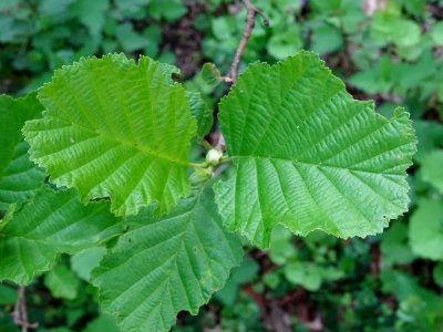 Feuilles, Aulne glutineux, Alnus glutinosa, Betulacées 