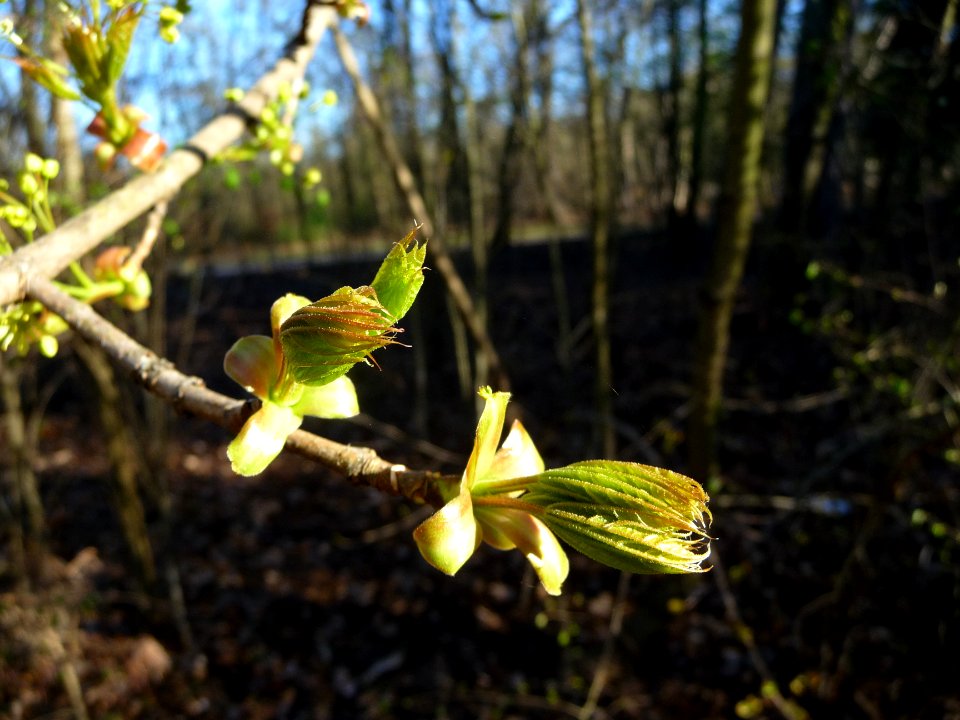 Jeunes feuilles d'érable plane, Acer planatoides, Acéracée… 