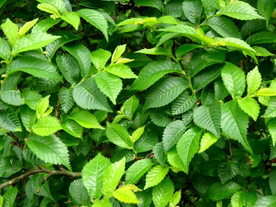Feuilles de l'Orme champêtre, Ulmus campestris, Ulmacées 