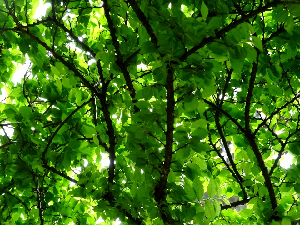 Feuilles de l'Orme champêtre, Ulmus campestris, Ulmacées 